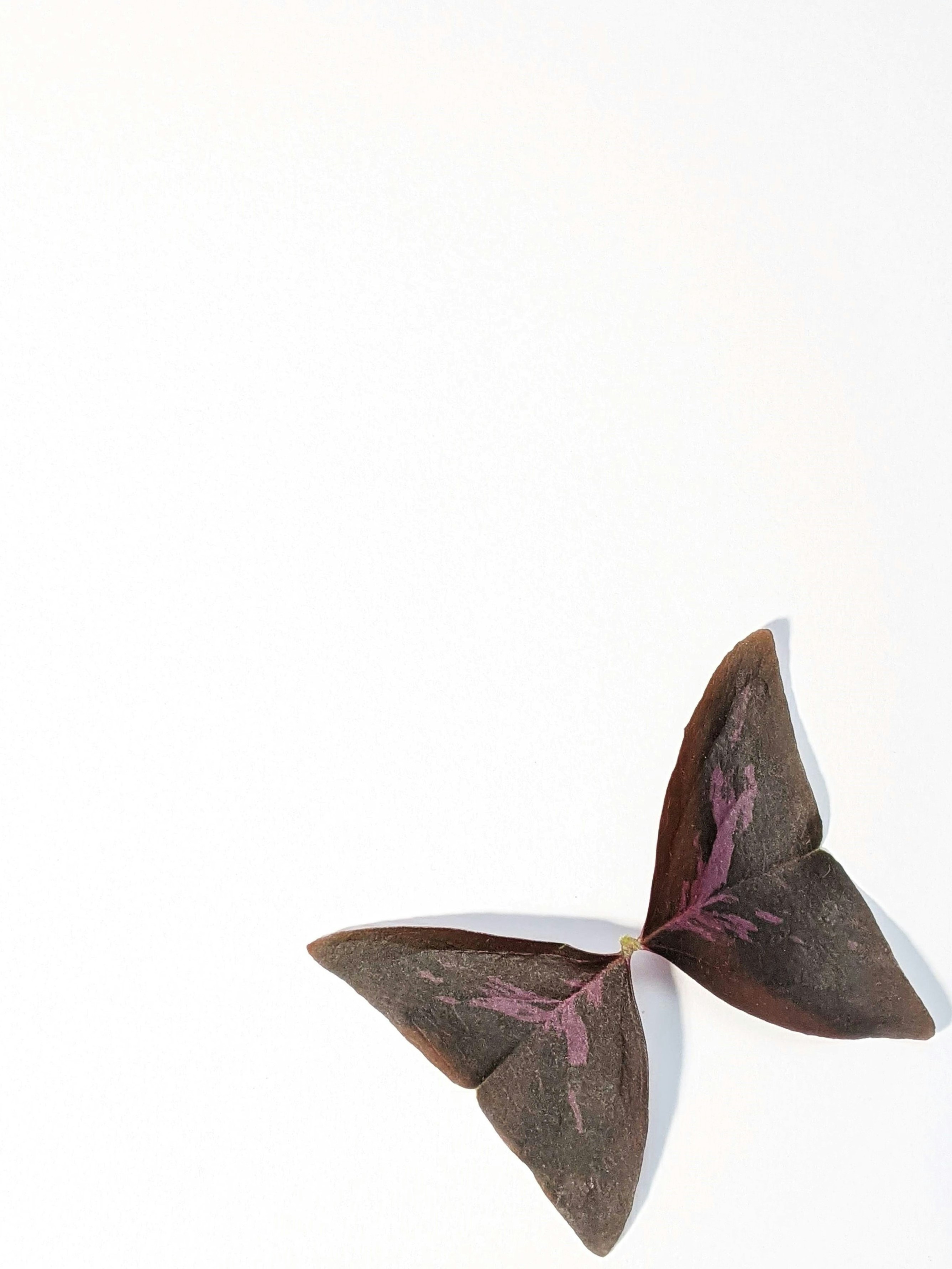 Photo by susan_wilkinson