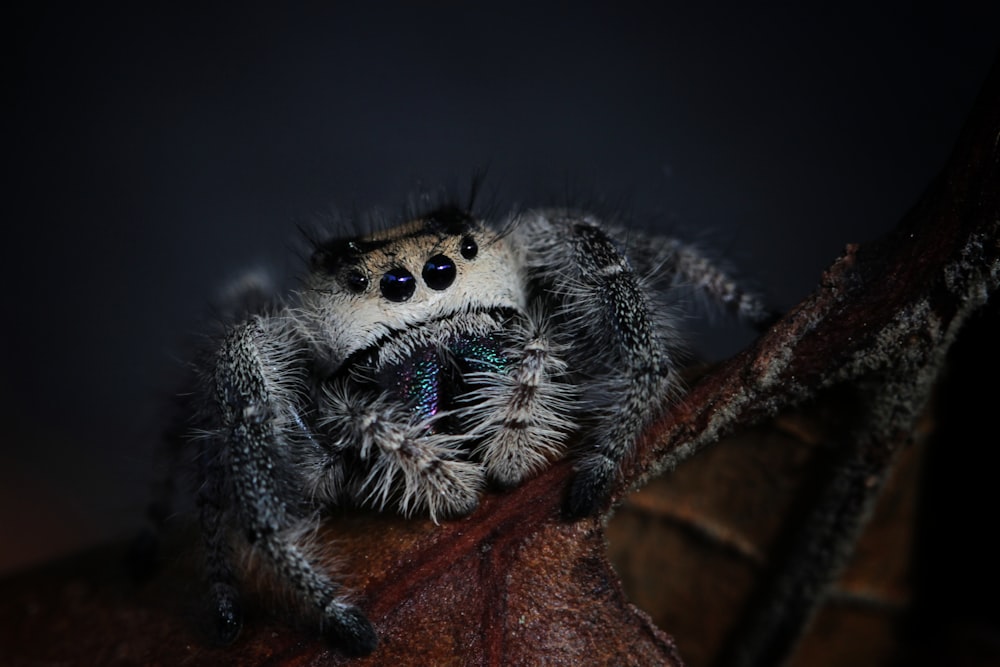 gray spider on brown wood
