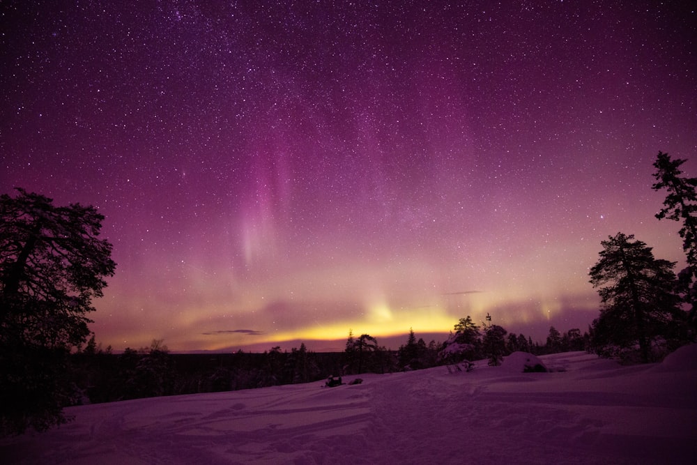 silhouette of trees under purple sky