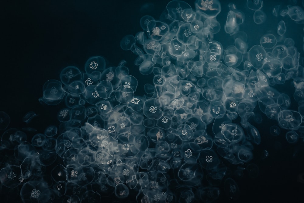 illustrazione blu e bianca delle bolle