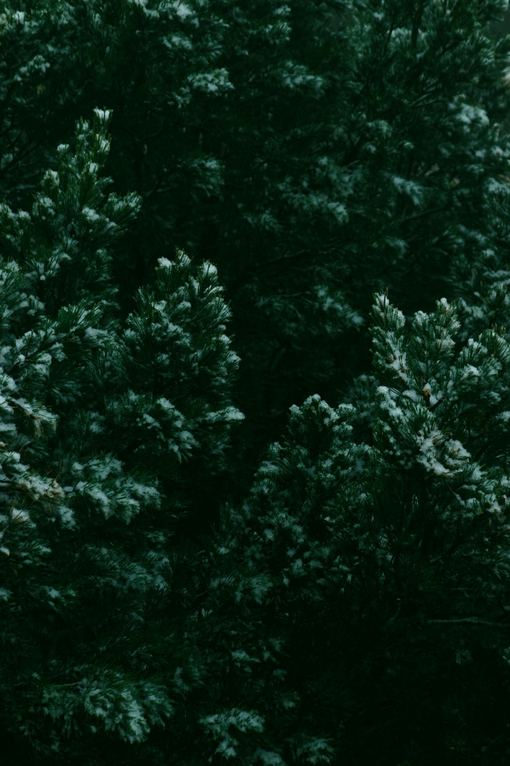 green pine tree during daytime