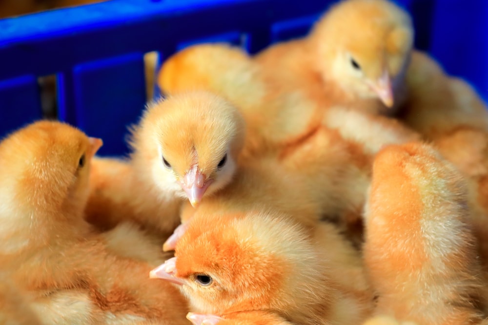 yellow ducklings on blue plastic crate