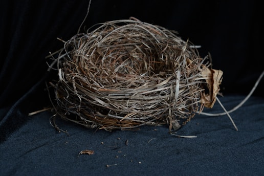 A literal empty nest representing the empty nest stage of life 