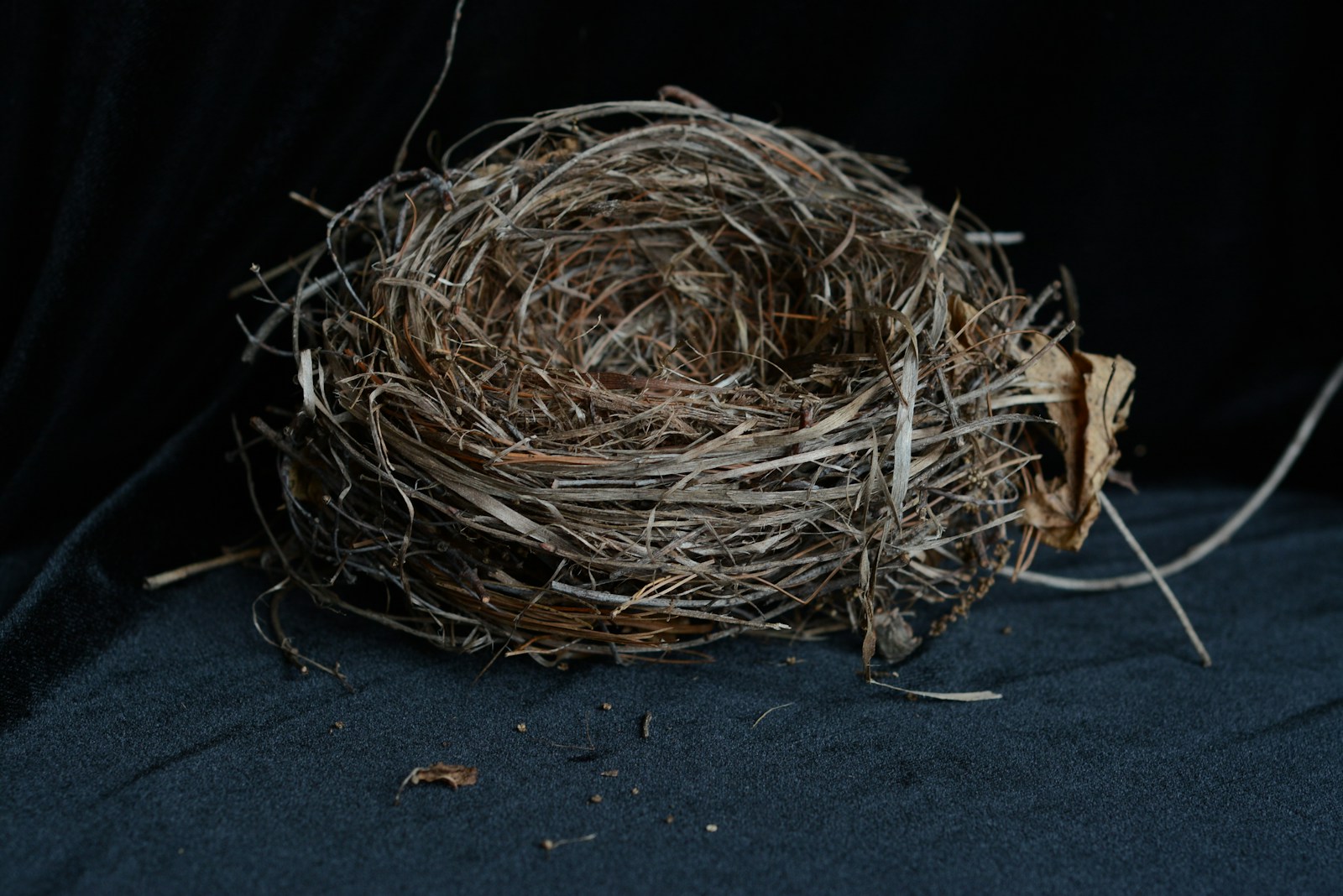 Empty Nest