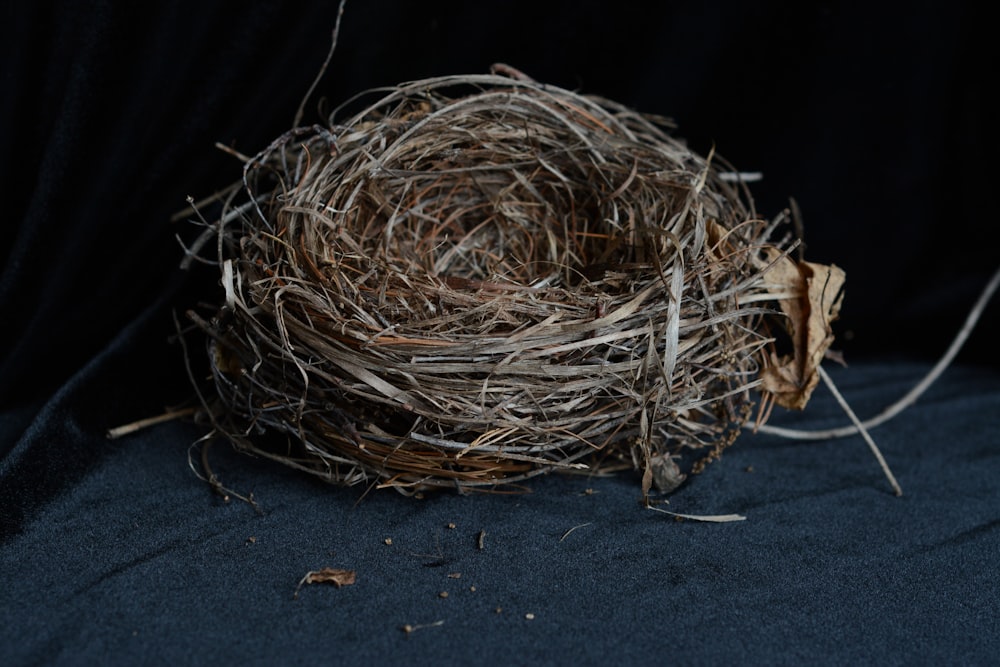 brown bird nest on black textile