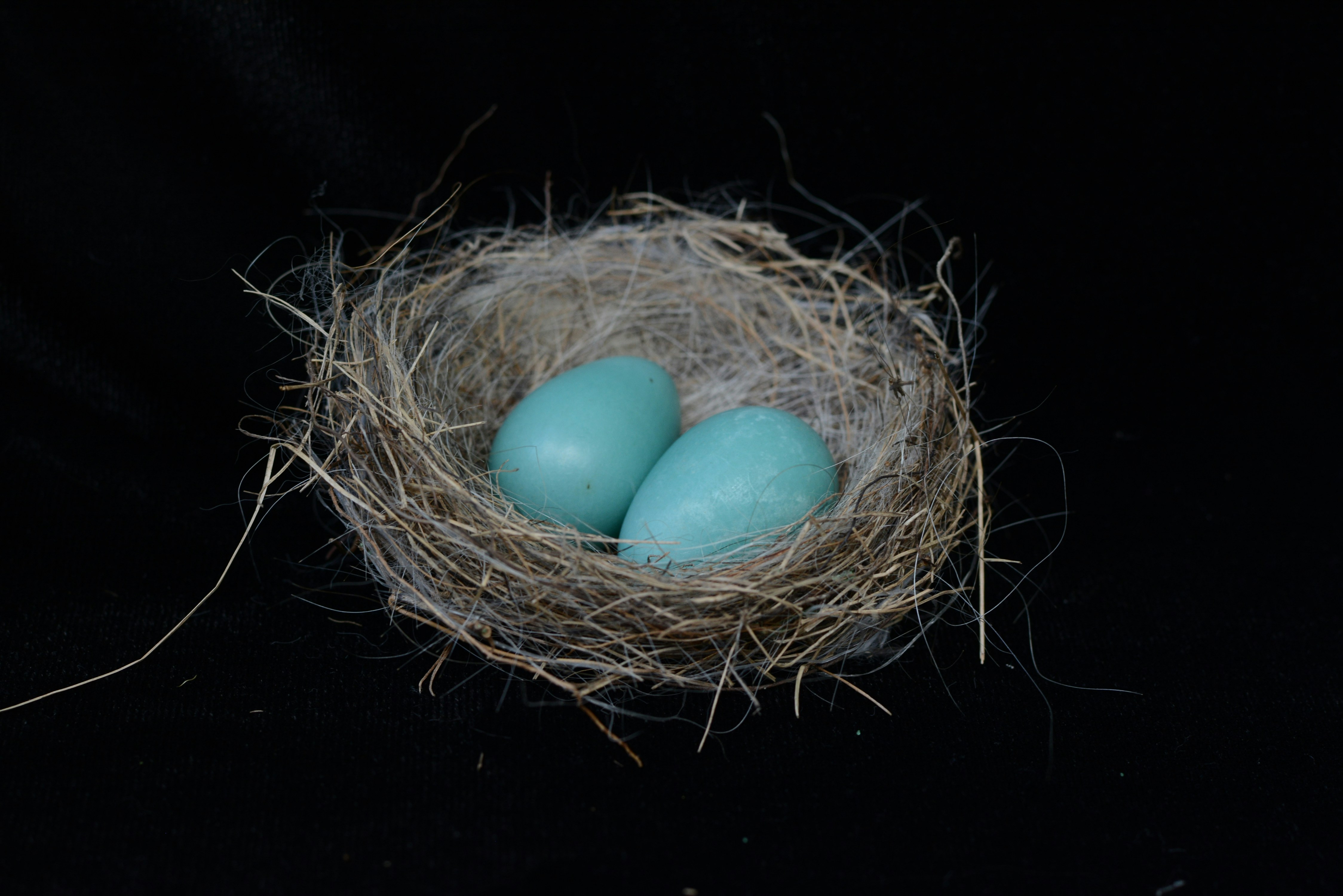 bird mite removal melbourne