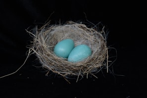 three green eggs on brown nest