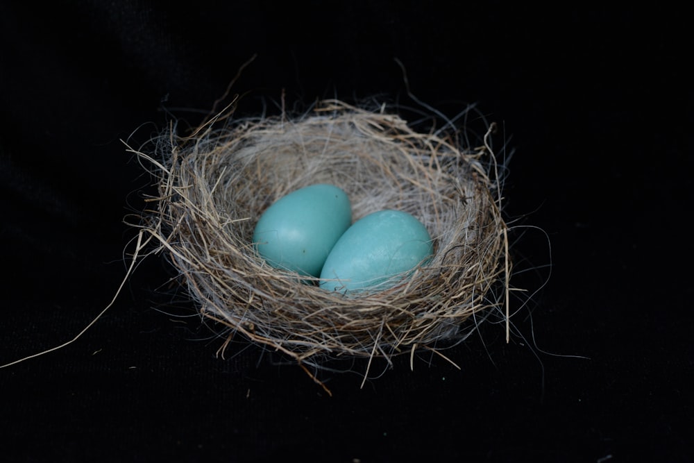 Tres huevos verdes en nido marrón