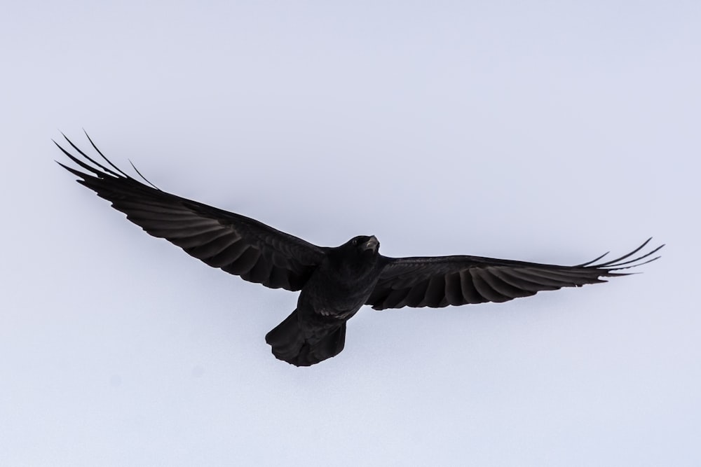 Schwarzer Vogel fliegt tagsüber