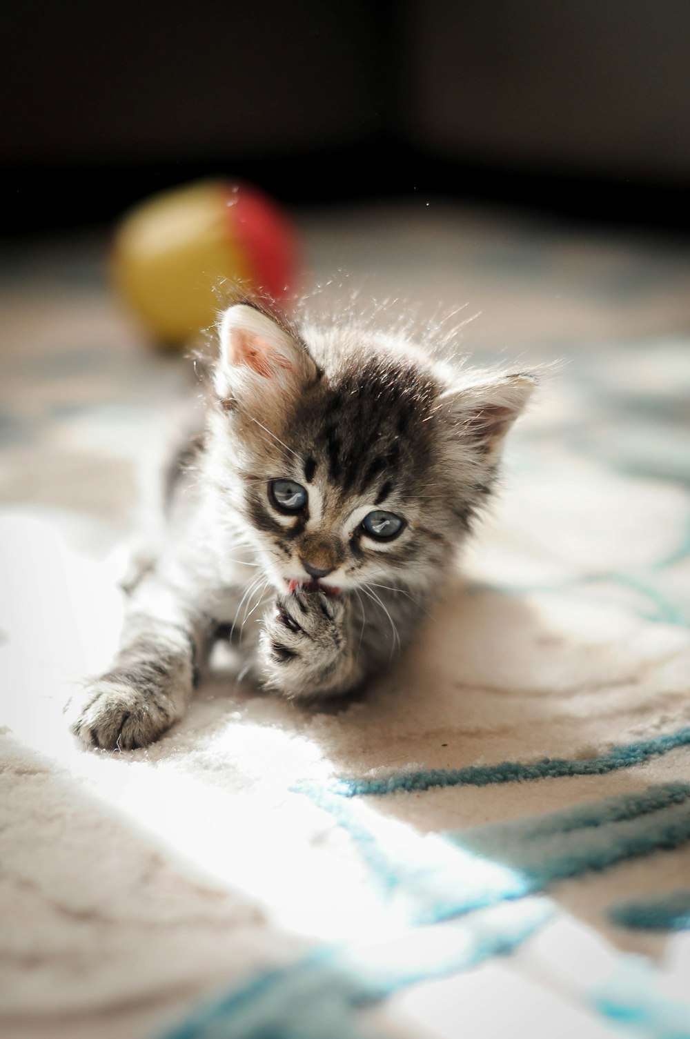 brown tabby kitten on white and blue textile