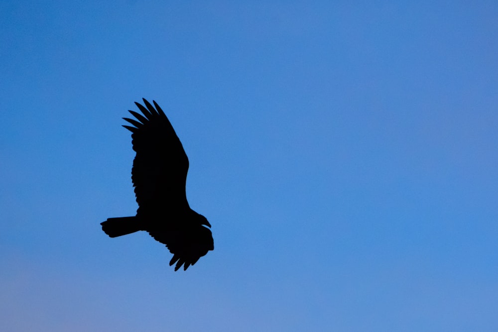 Schwarzer Vogel fliegt tagsüber