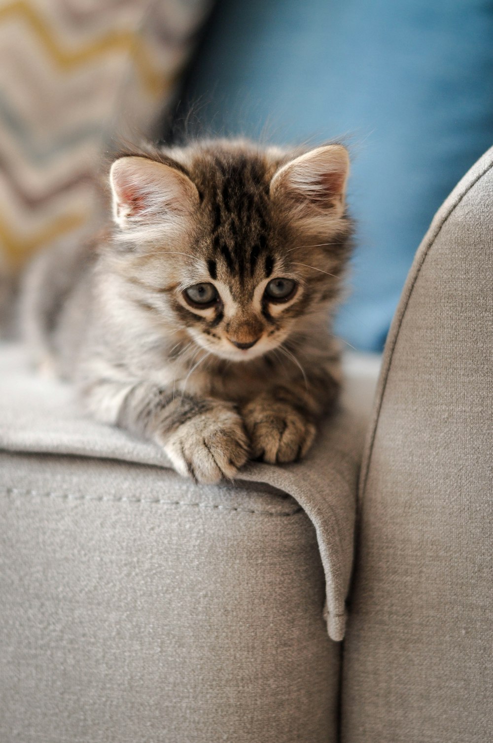 brown tabby kitten on gray sofa