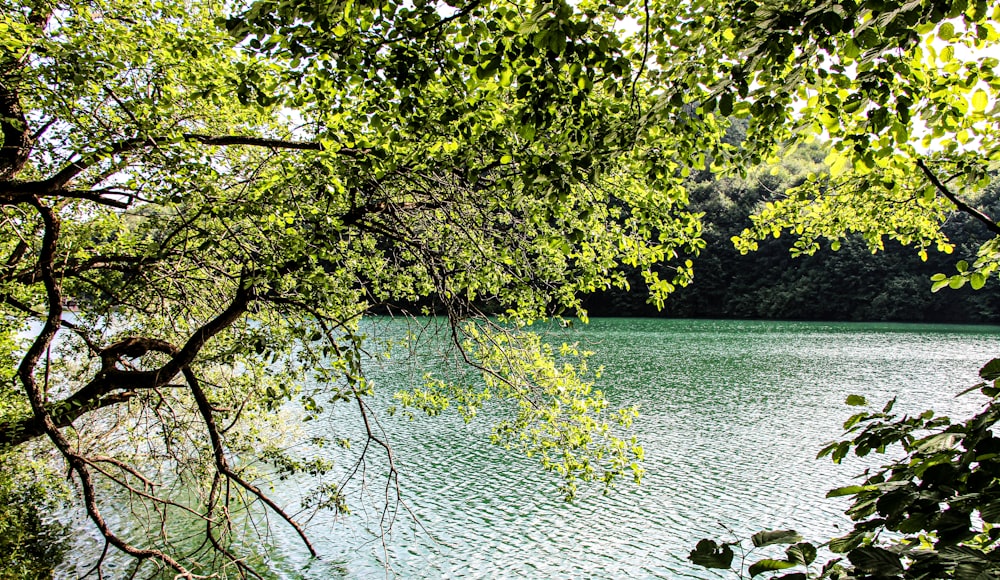 green trees beside body of water during daytime