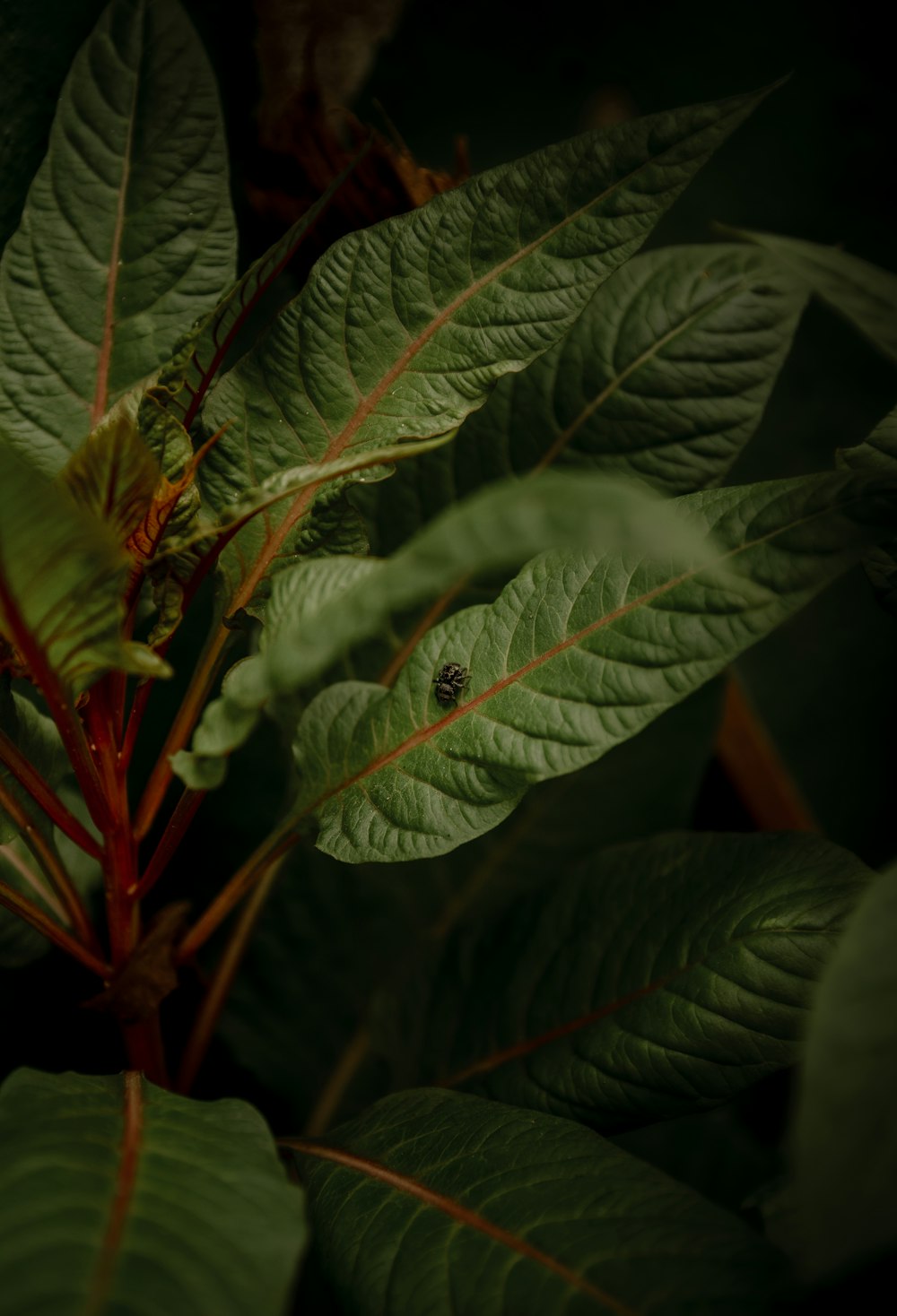 green leaves in macro lens