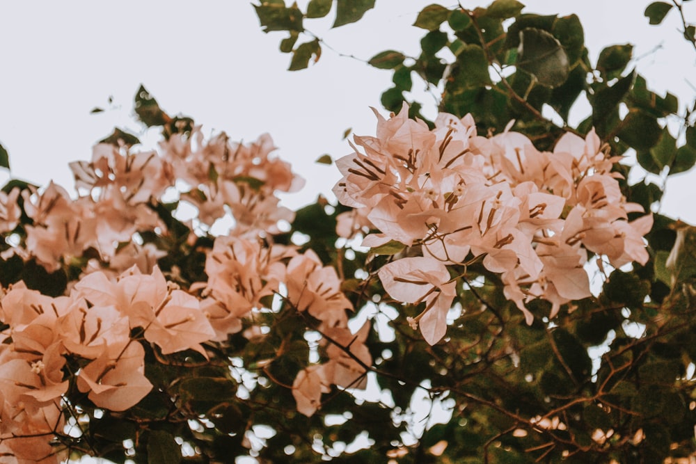 pink flowers with green leaves