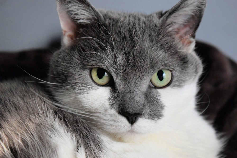 white and black cat with yellow eyes