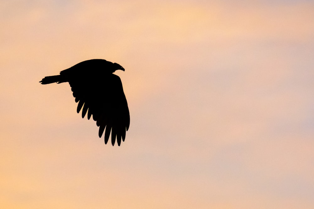 Silhouette eines Vogels, der tagsüber unter bewölktem Himmel fliegt