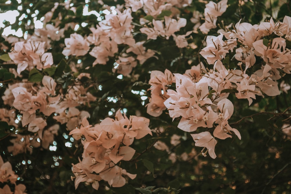 fleurs roses dans une lentille à bascule