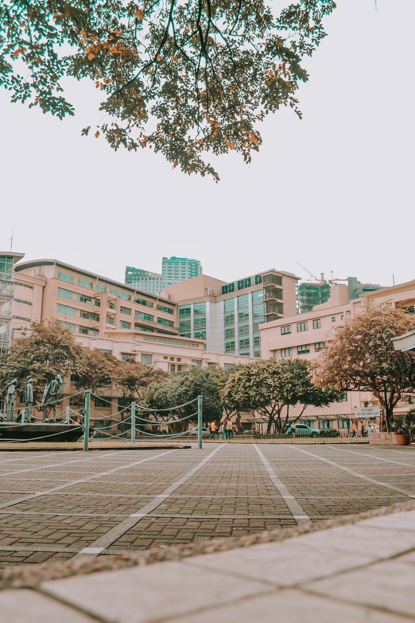 Green university campus pathway lined with trees