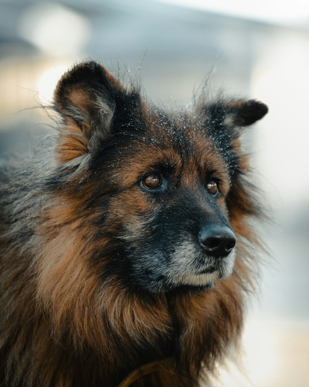 茶色と黒のロングコート犬