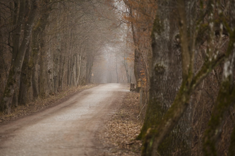 brown dirt road between trees during daytime