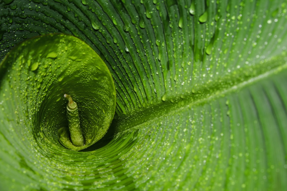 water dew on green leaf