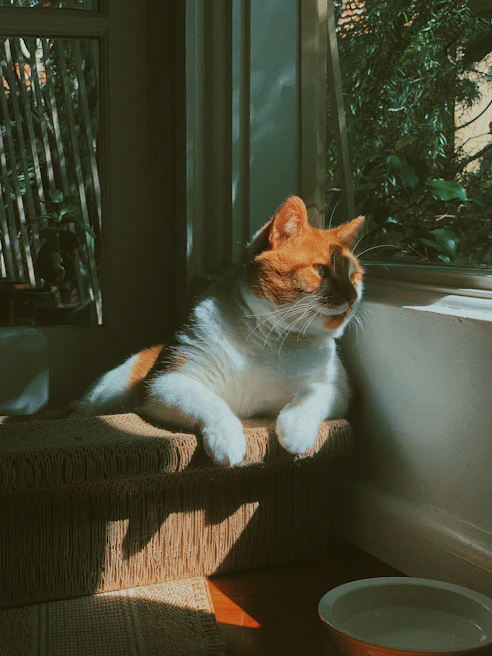 A playful cat lounging on a sunny windowsill with orange cushions nearby