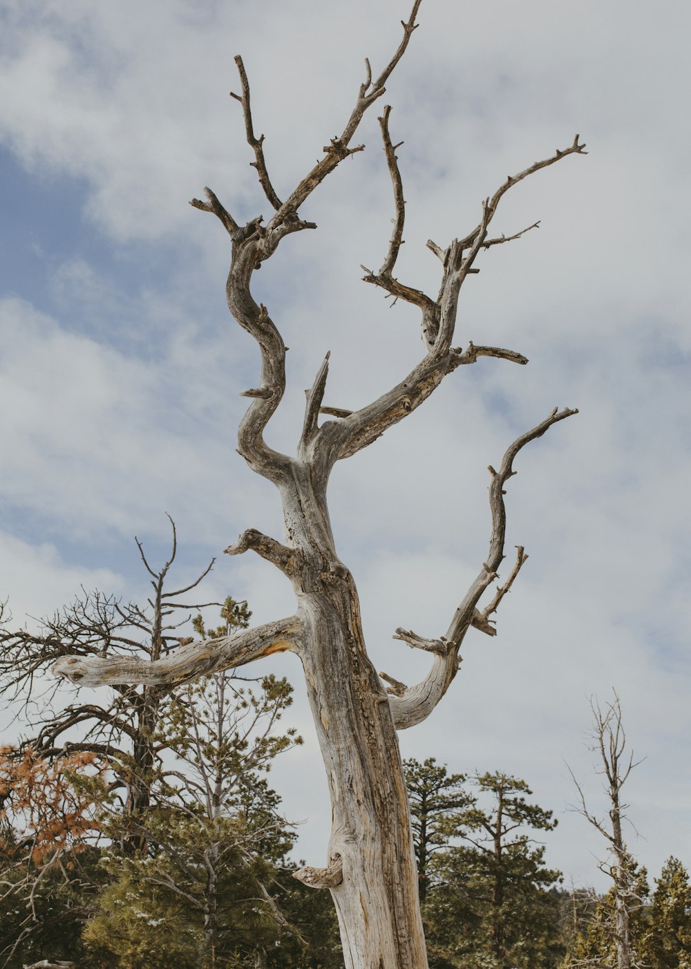 brown bare tree under blue sky during daytime