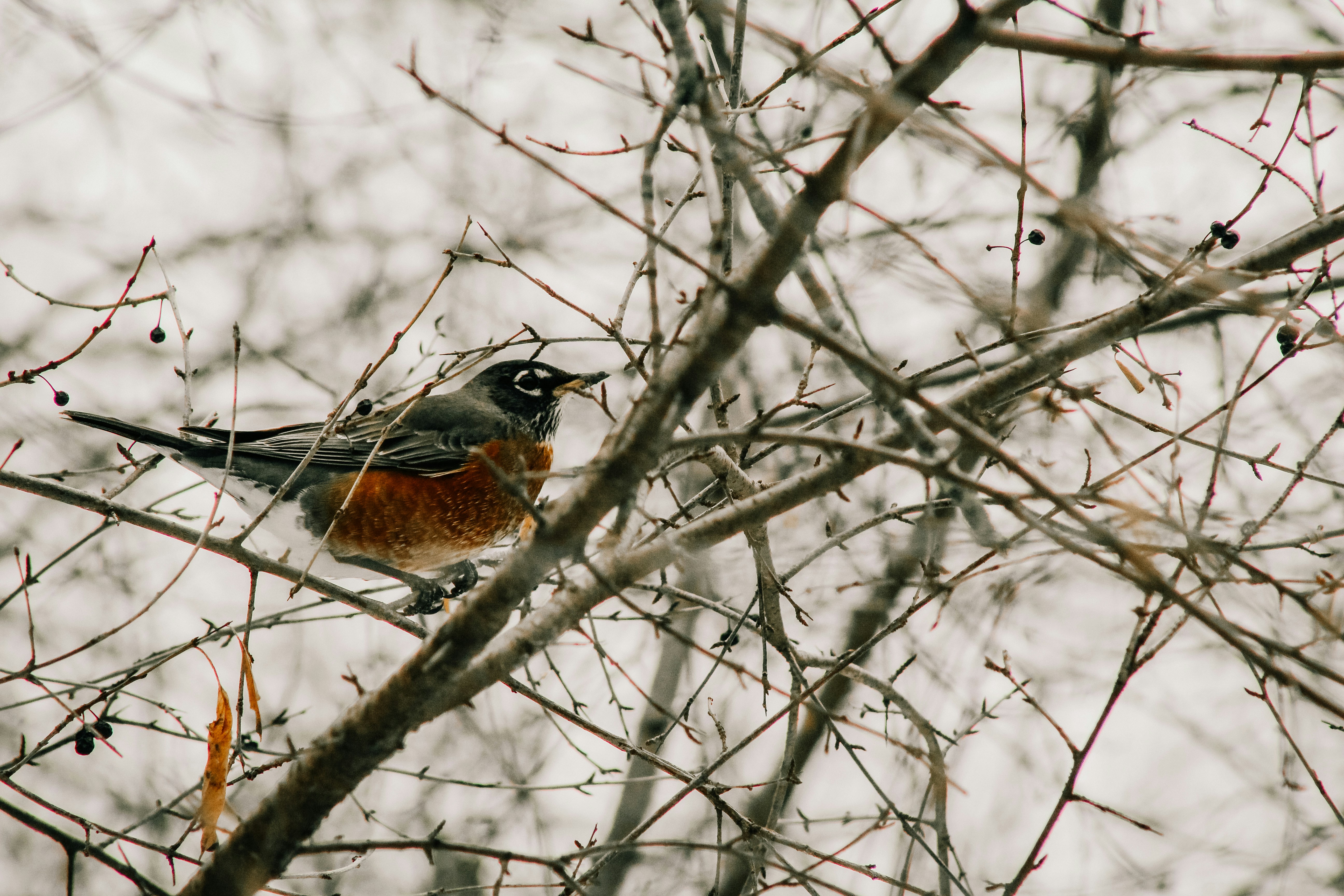 Photo by rebekahdummer