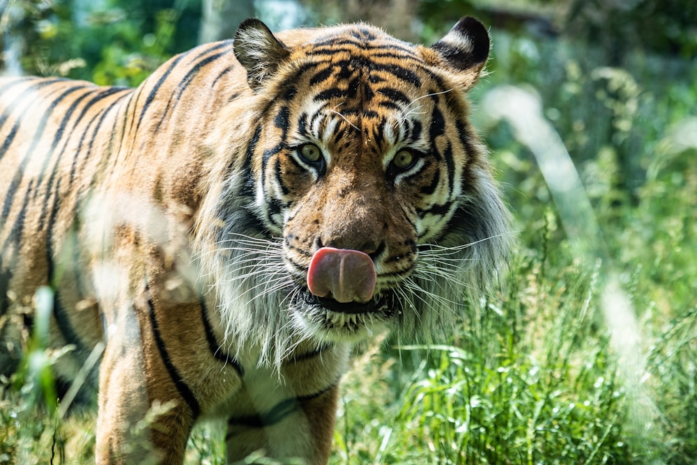 tiger on green grass during daytime