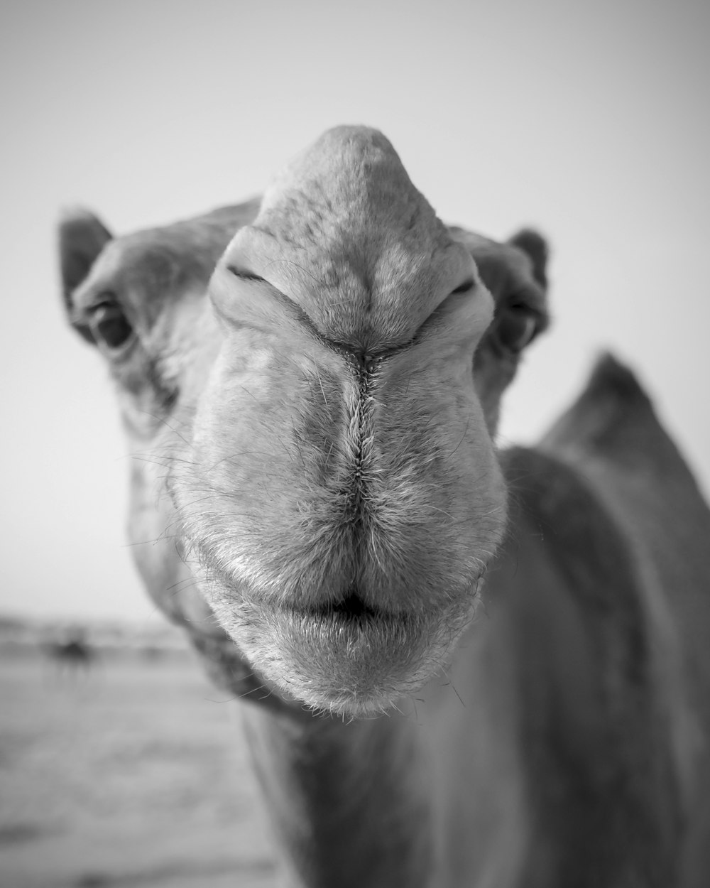 grayscale photo of camel lying on sand