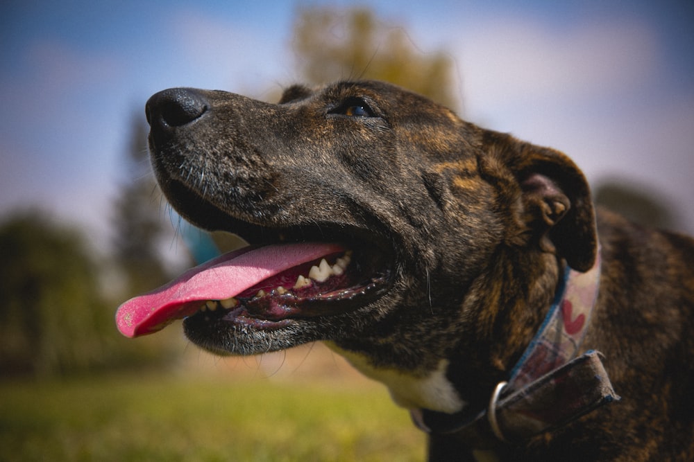 black and white short coated dog with red collar