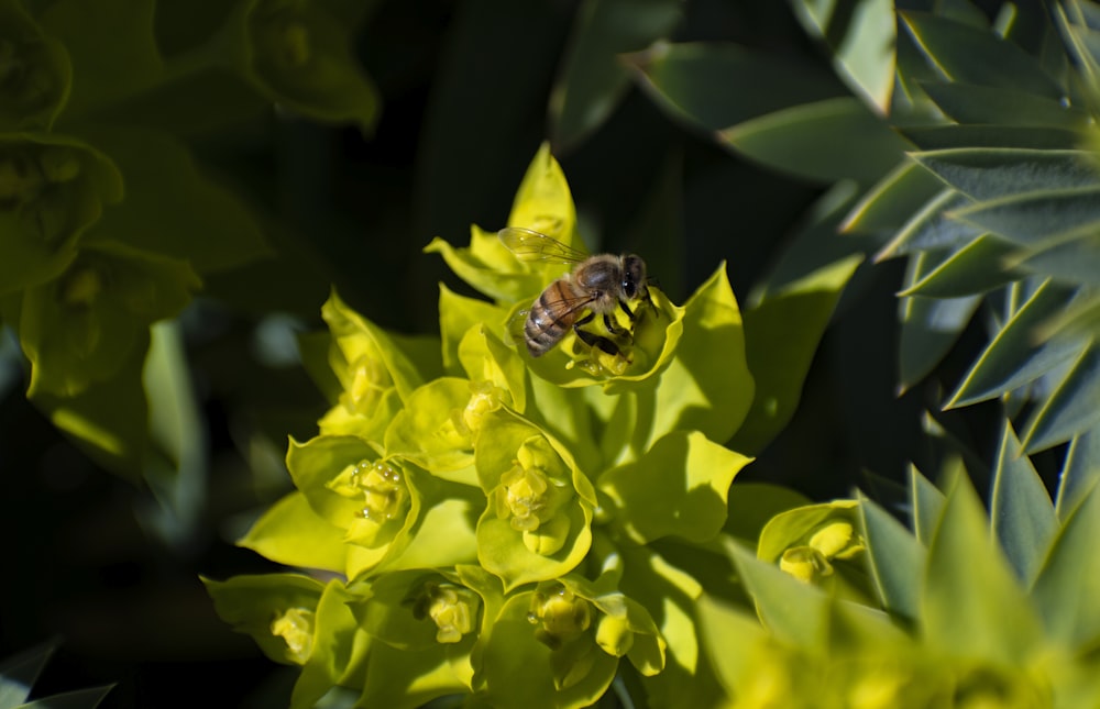 honeybee perched on yellow flower in close up photography during daytime