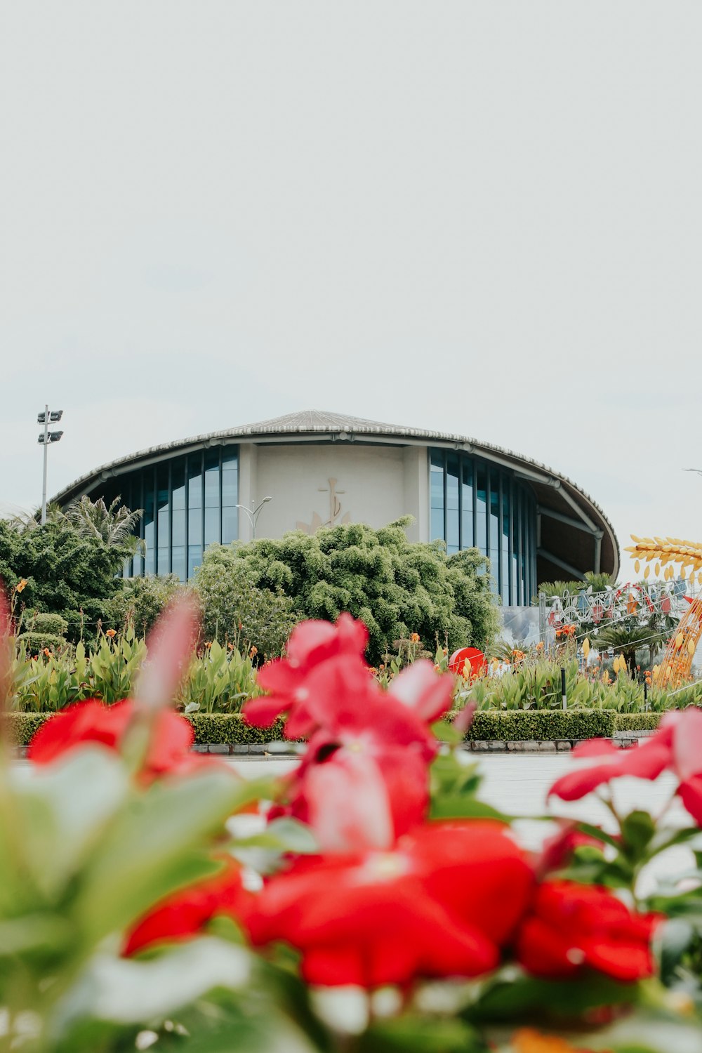 red flowers near white building during daytime