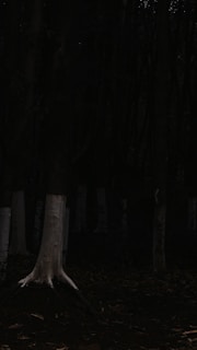 Cover of a novel by Chris Nalon featuring a mysterious forest scene.