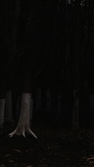 Cover of a novel by Chris Nalon featuring a mysterious forest scene.