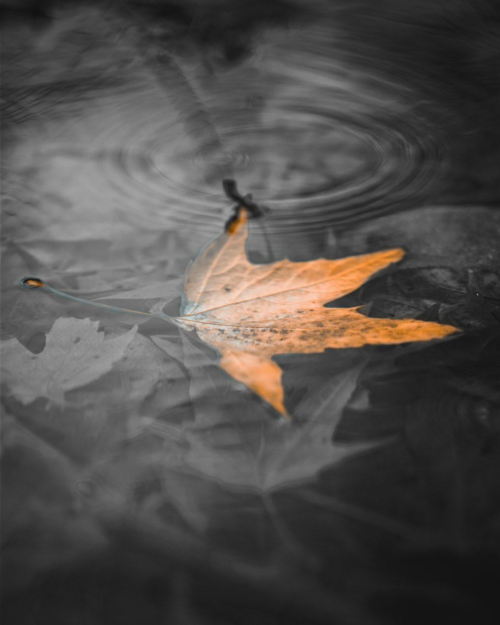 brown maple leaf on water