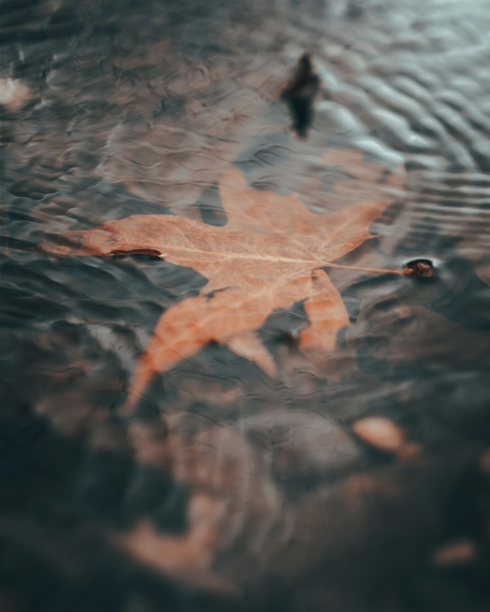 brown maple leaf on water