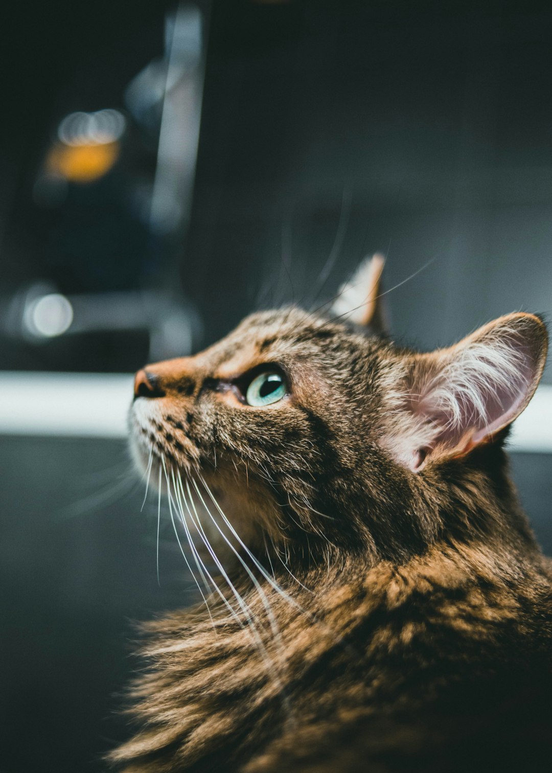 brown tabby cat in close up photography