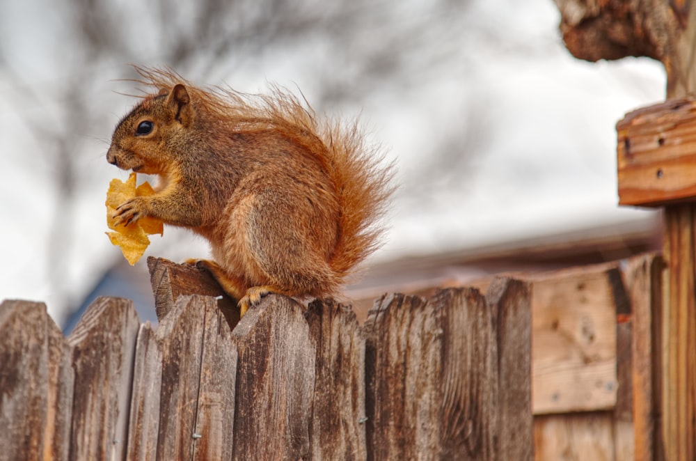 brown squirrel on brown wooden fence during daytime