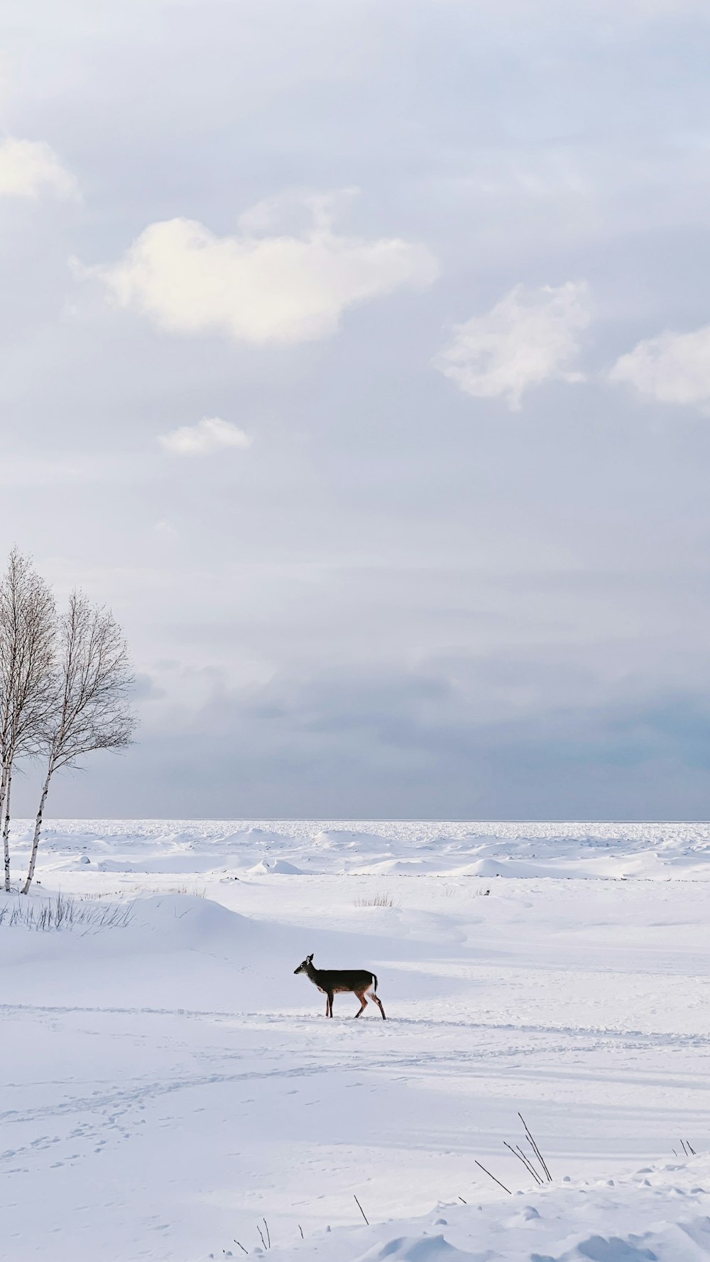 black dog on snow covered ground during daytime