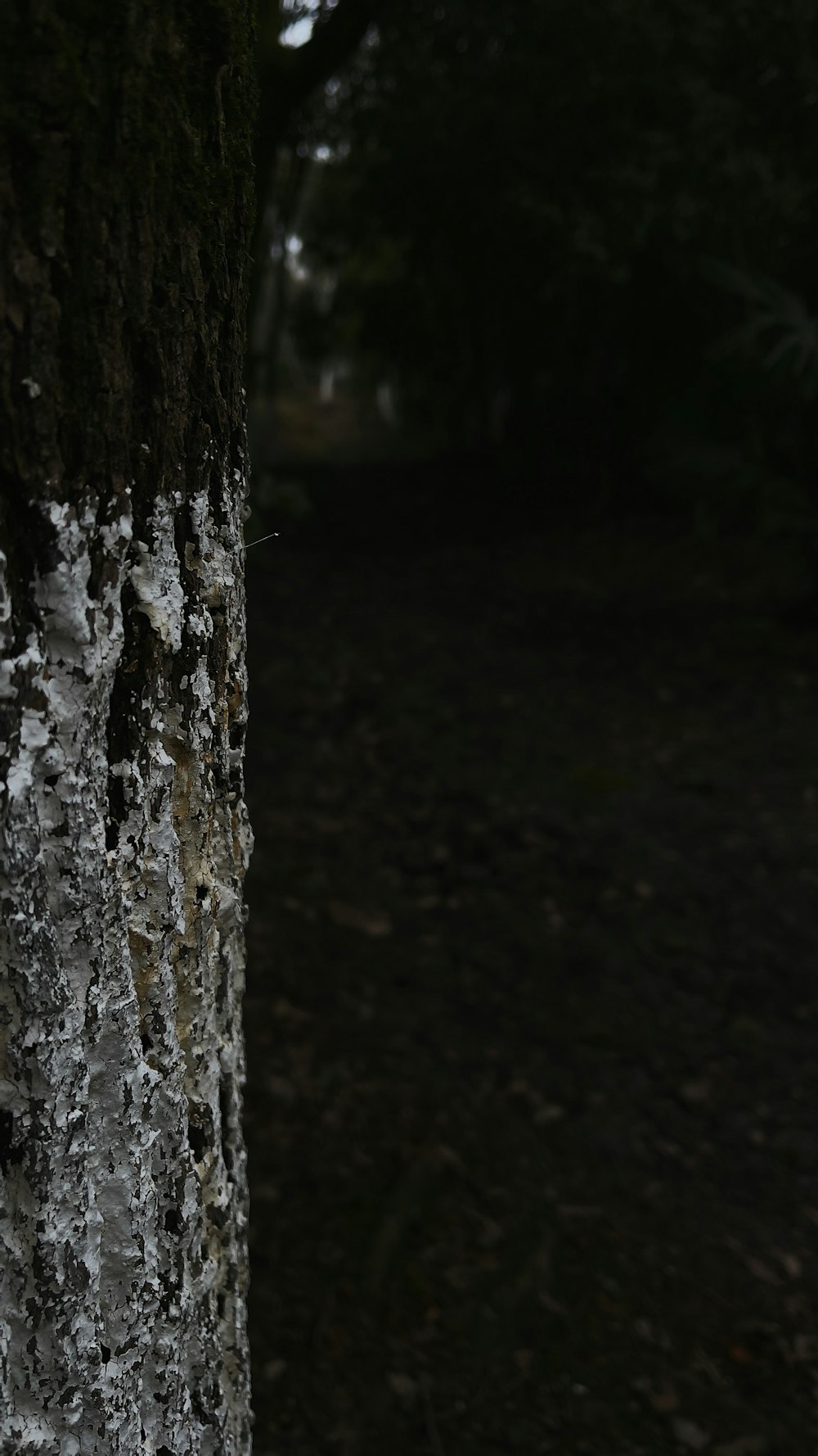 brown tree trunk during night time photo – Free Grey Image on Unsplash