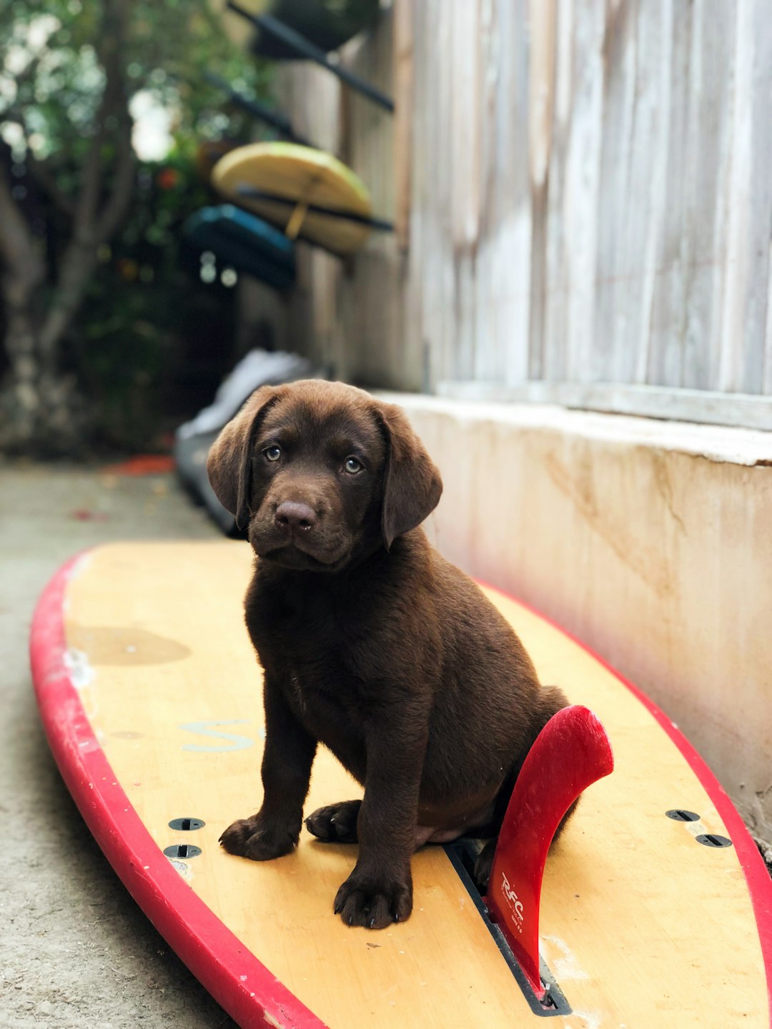 chocolate labrador retriever puppy on red and yellow inflatable ring