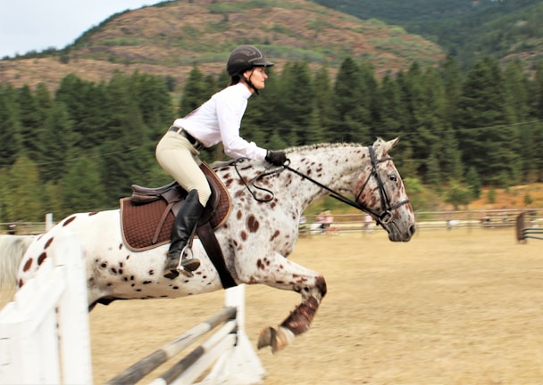 A rider dressed in equestrian gear is skillfully jumping a dappled horse over a fence in an outdoor setting surrounded by green pine trees and mountains.