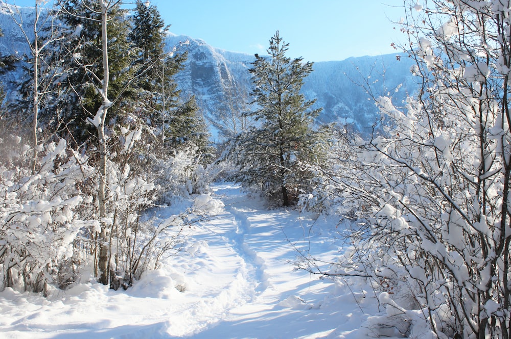 árvores e montanhas cobertas de neve durante o dia