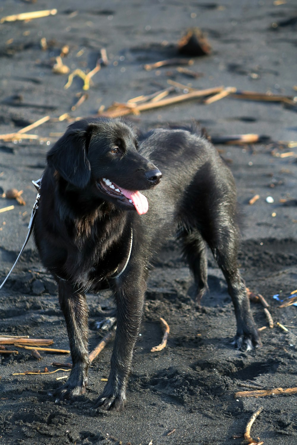 black labrador retriever puppy on brown sand during daytime