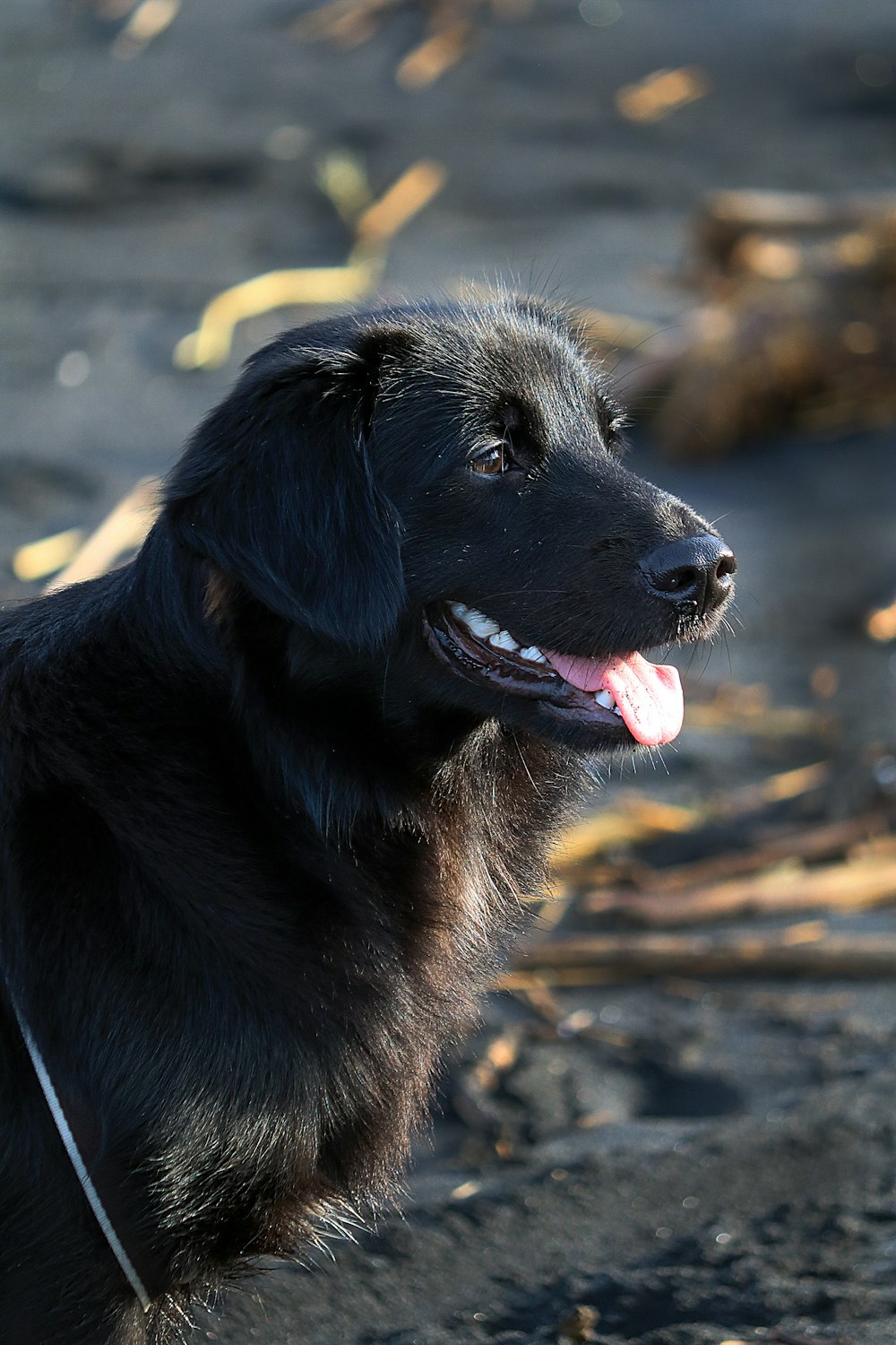 black long coated dog with red and blue collar
