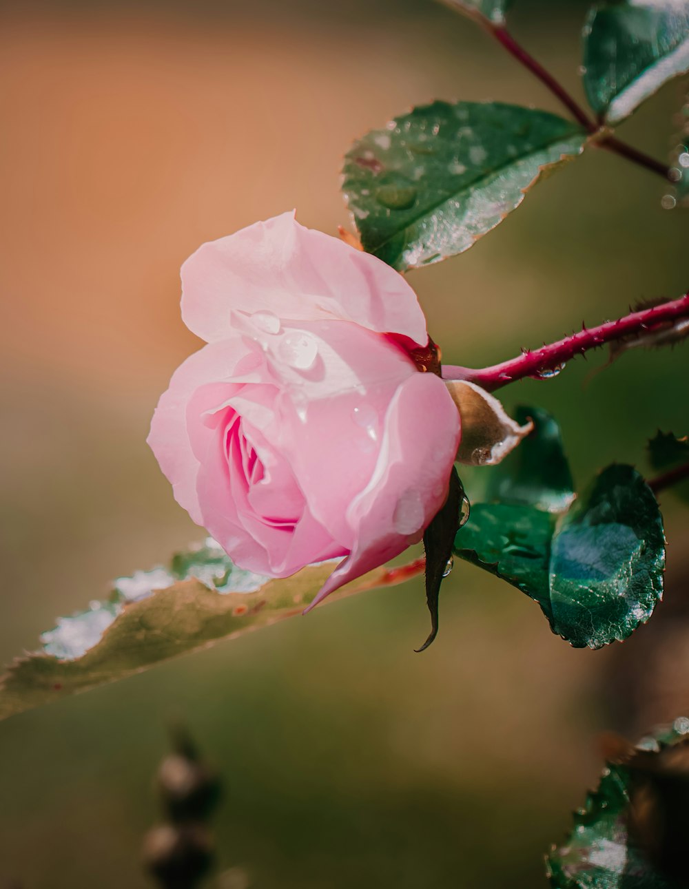 pink rose in bloom during daytime