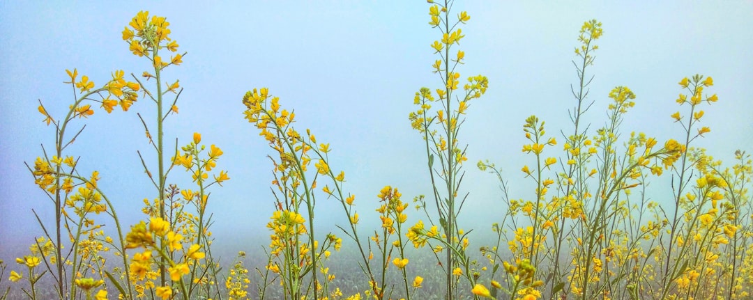 yellow flower under blue sky during daytime