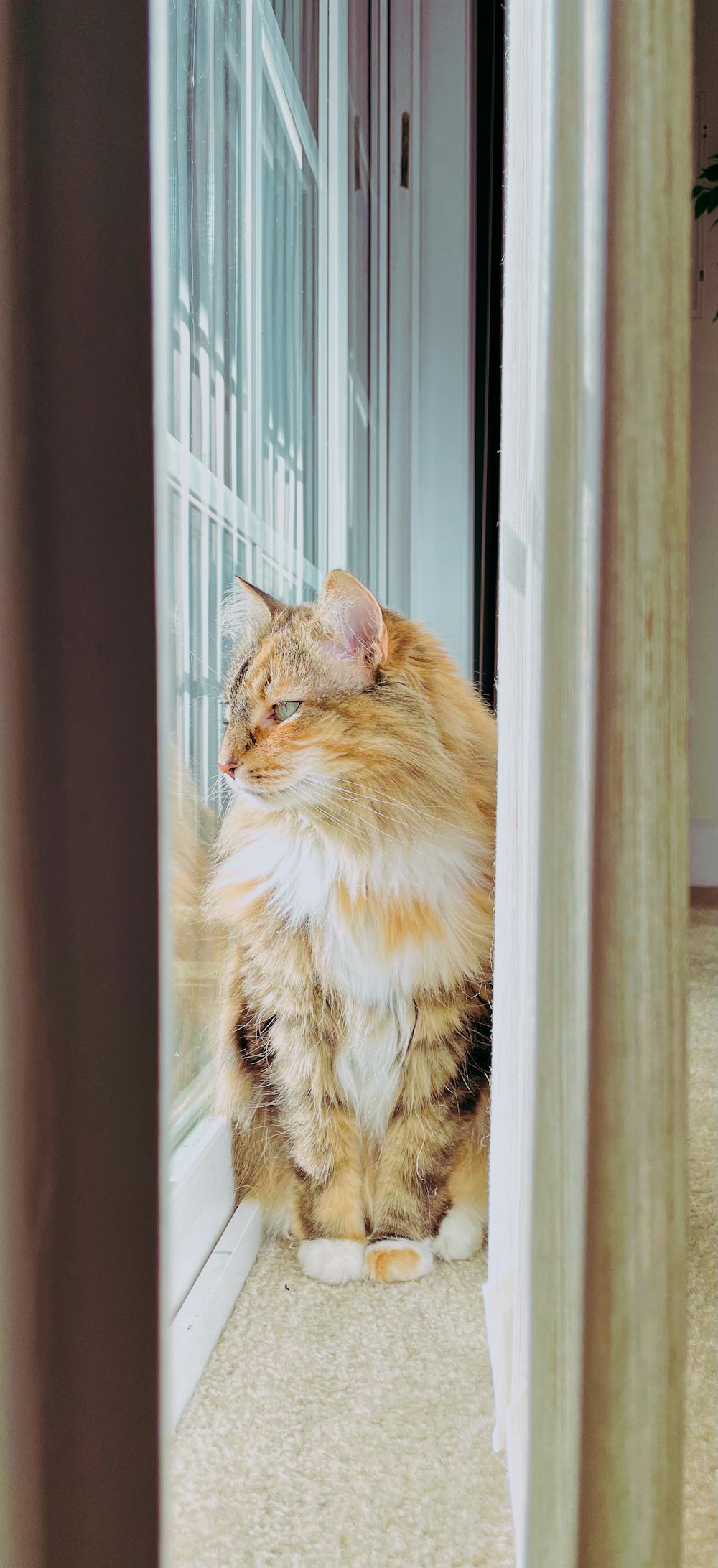 orange and white tabby cat on window